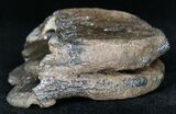 Partial Baby Mammoth Molar - Peace River, Florida #18682-1